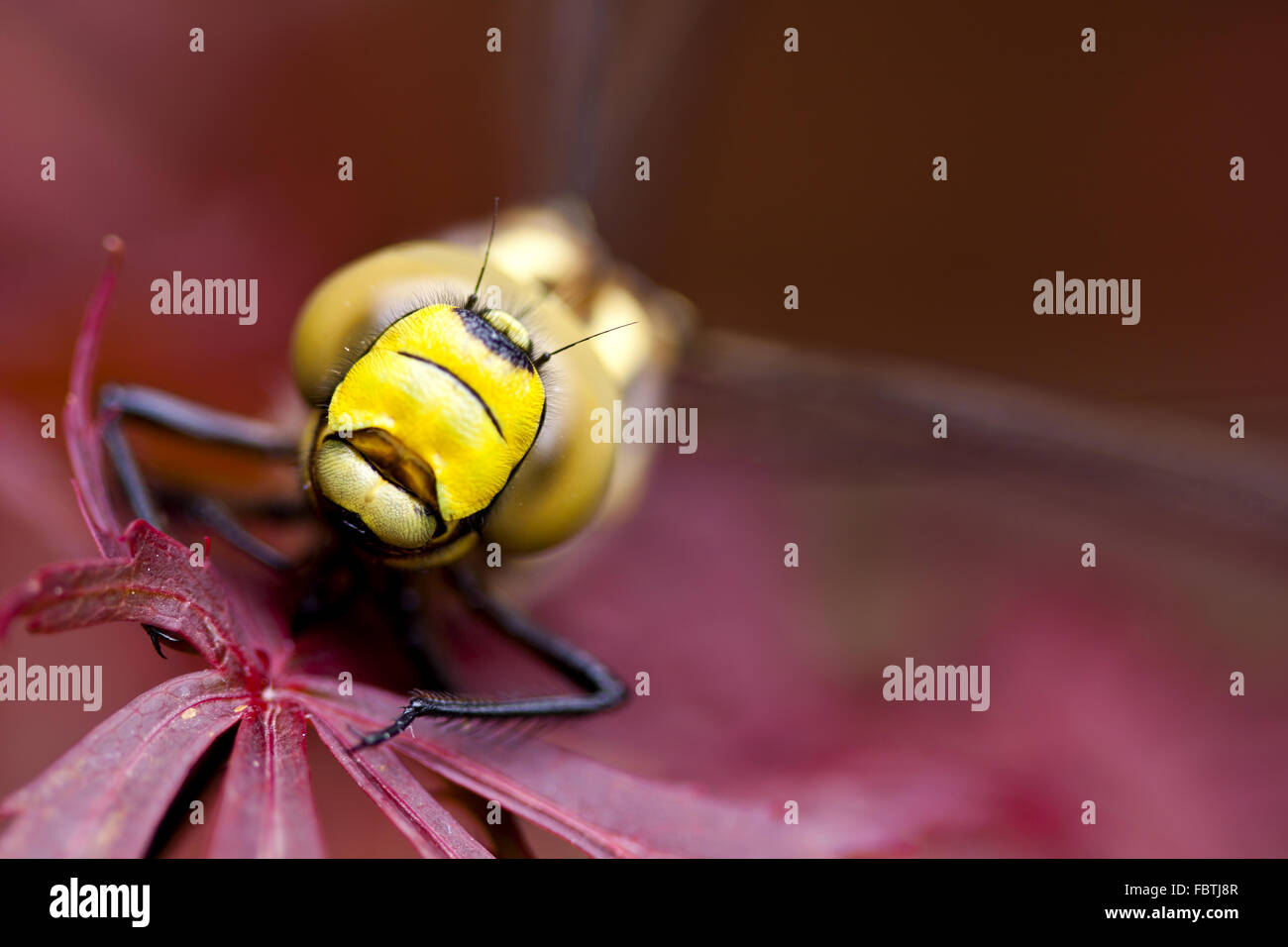 Extreme Makroaufnahme einer Libelle. Stockfoto