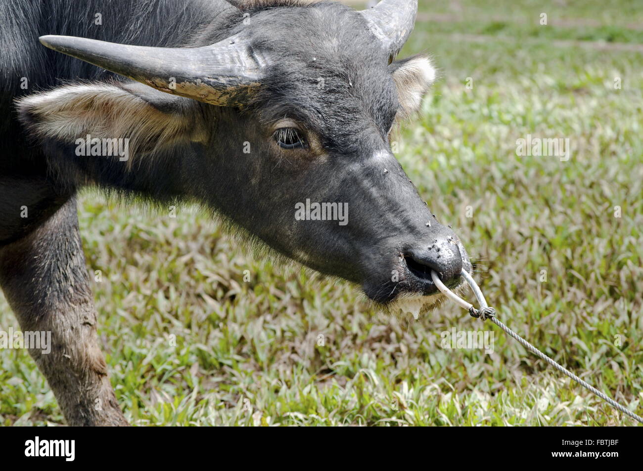 Gebundenen Buffalo Stockfoto