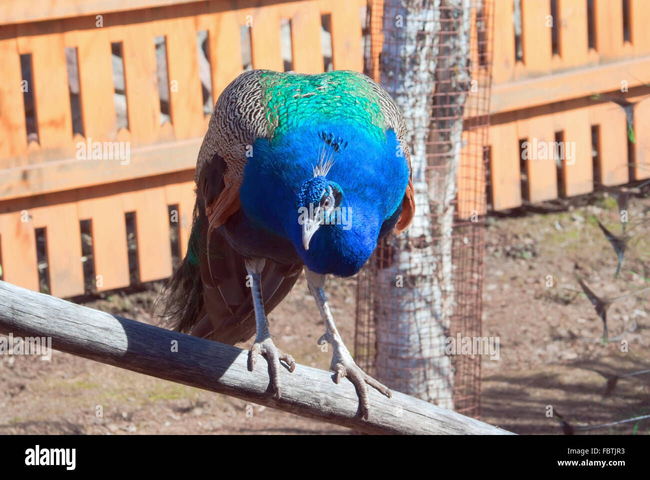 Ein Pfau Stockfoto