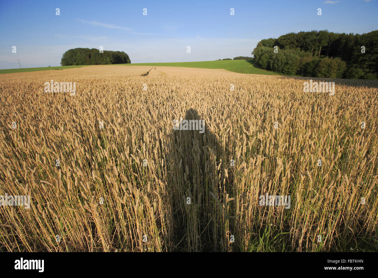 Weizenfeld mit Schatten des Fotografen Stockfoto