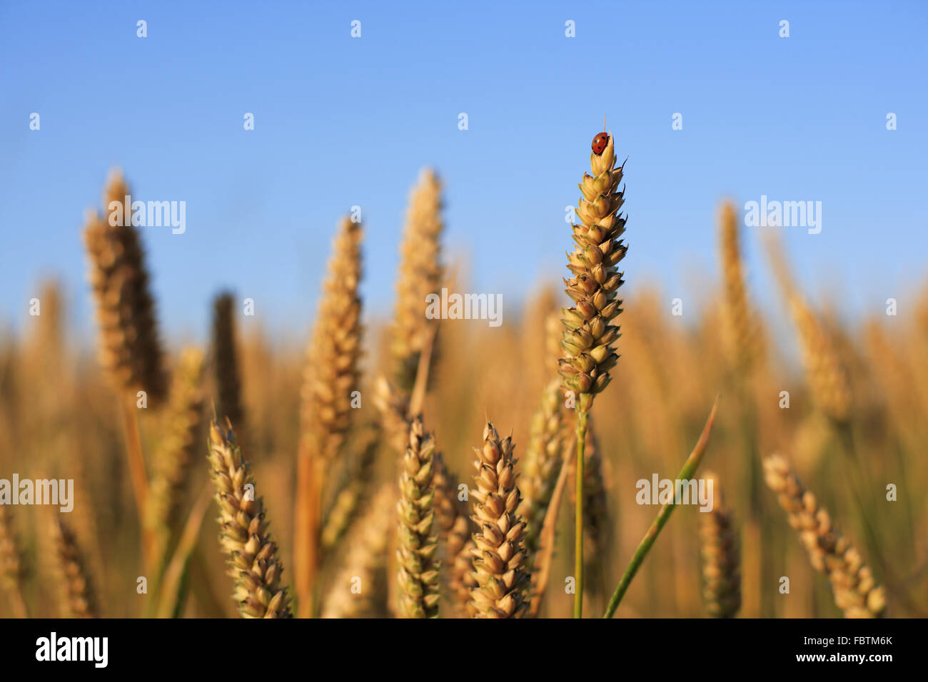 Bereich der Ähre Stockfoto