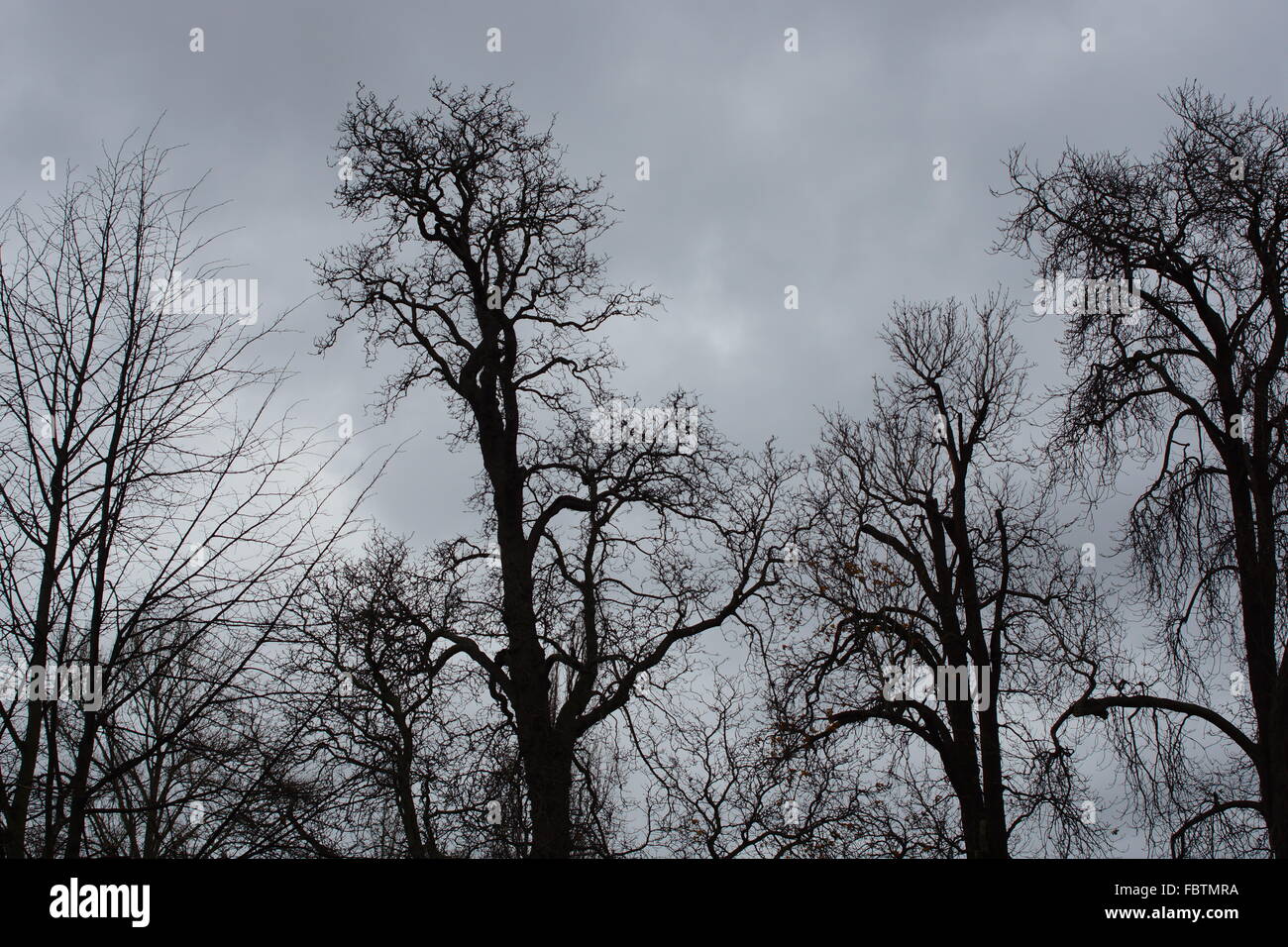 Ominöse Bäume Stockfoto