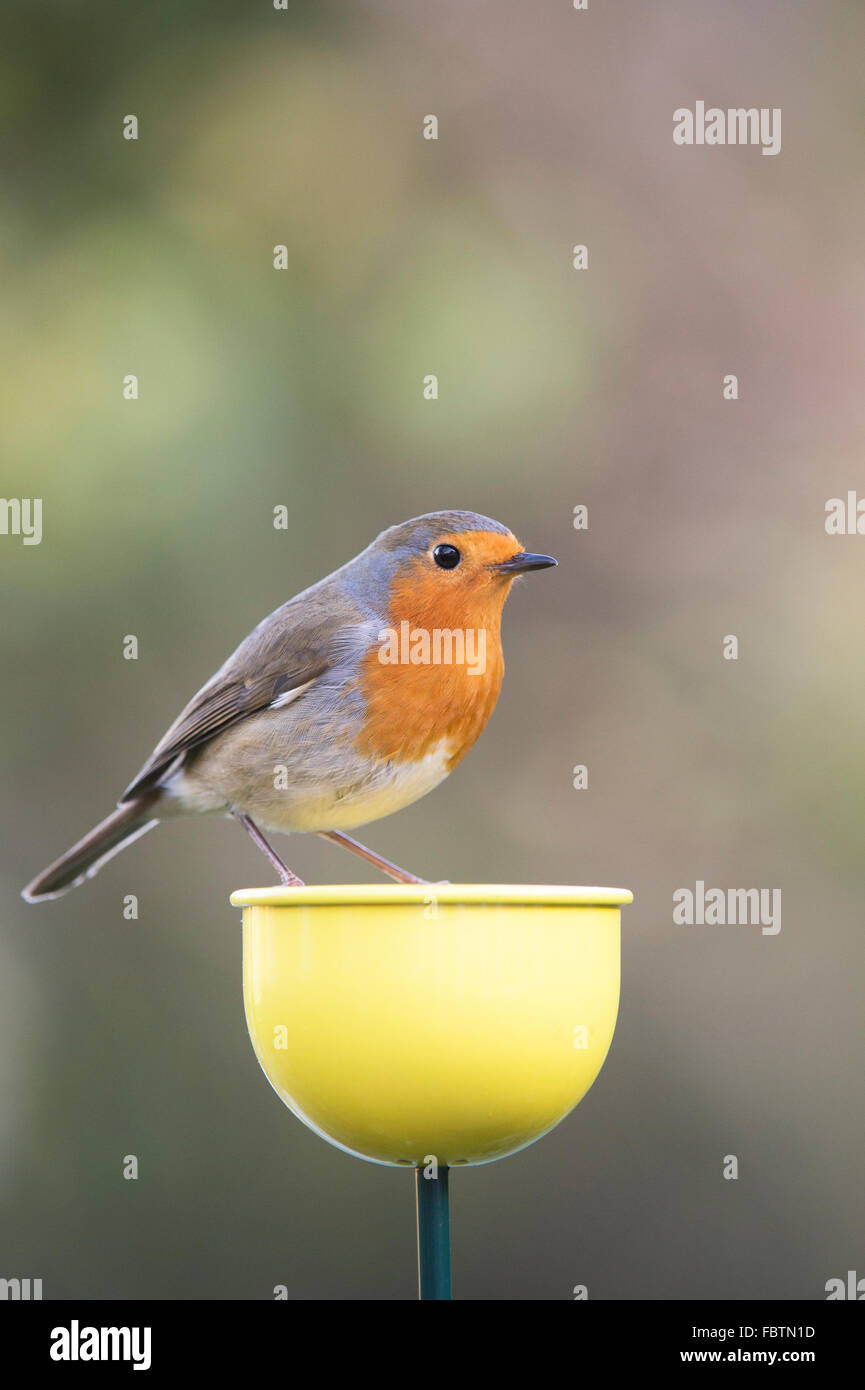 Erithacus Rubecula. Robin steht auf einer Farbe Tassen Vogelhäuschen in einen englischen Garten Stockfoto