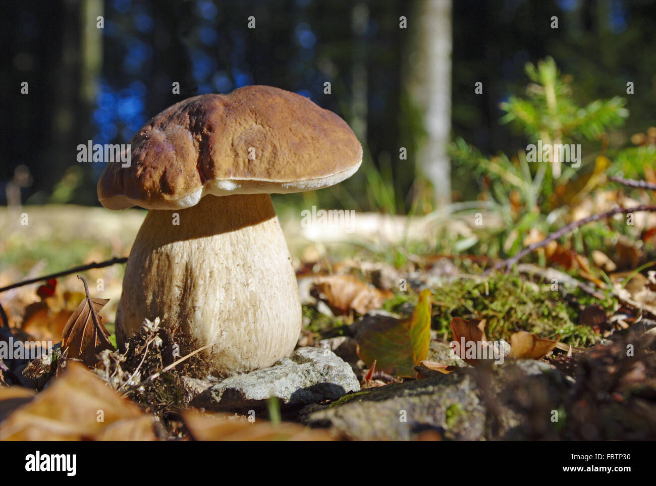 Steinpilze Stockfoto