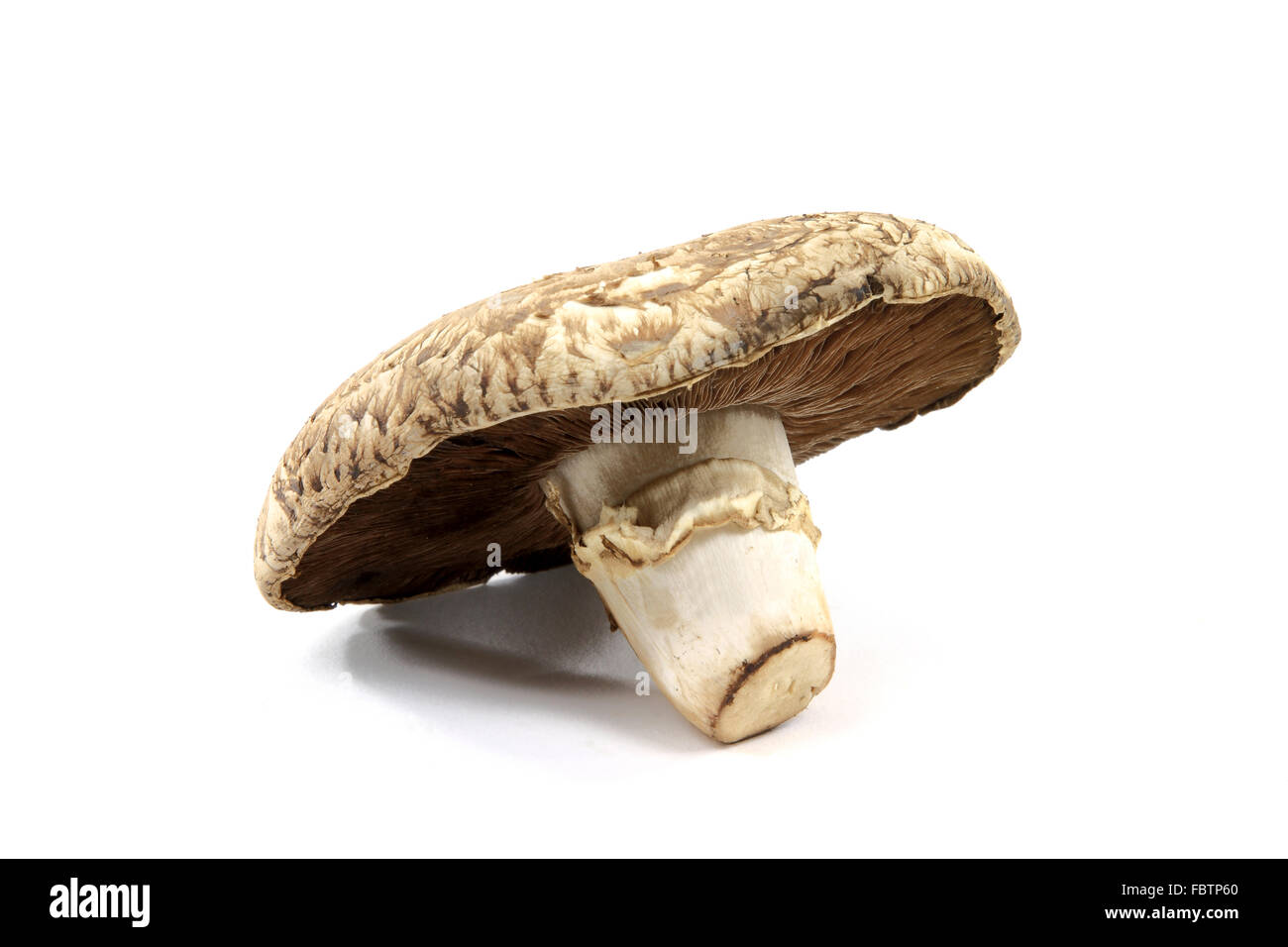 Nahaufnahme von Organic Portobello Pilze. Stockfoto