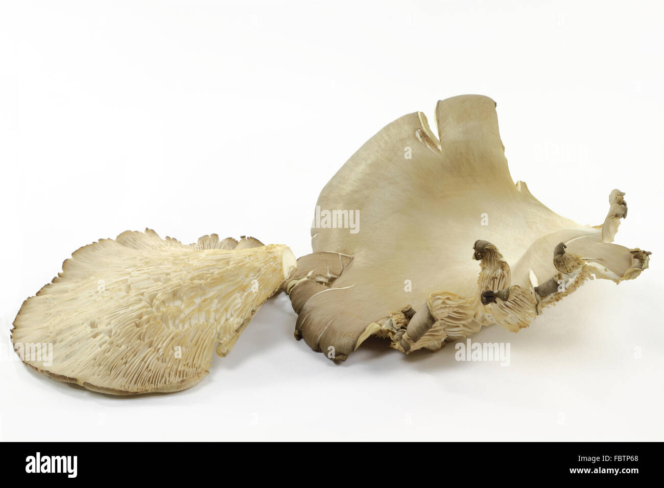 Bio Pilze Austern oben und unten. Stockfoto