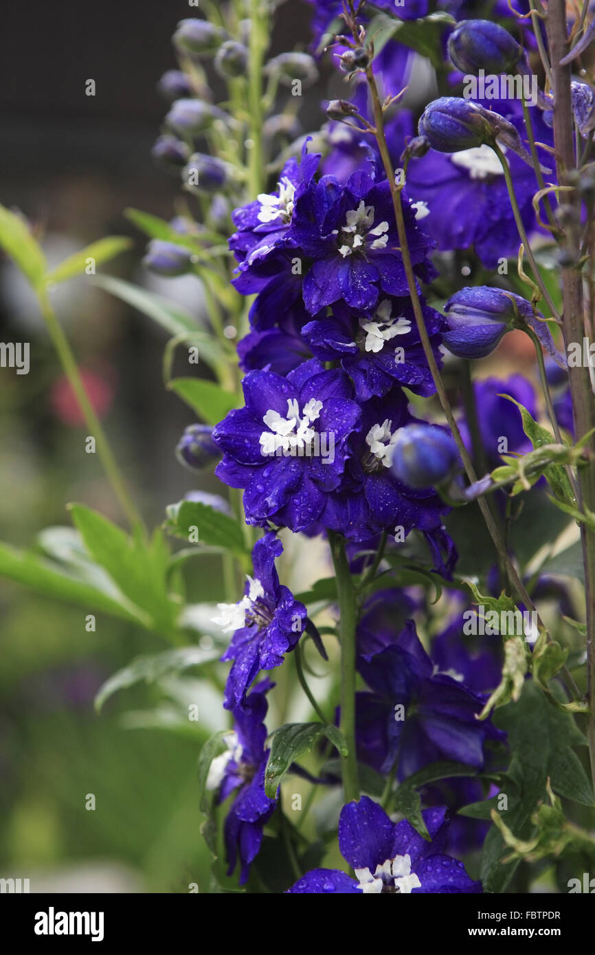 Delphinium, Rittersporn Stockfoto