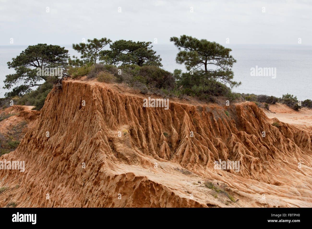 Robuste gestochen scharfe Erosion im Sandstein auf Torrey Pines Hügel Stockfoto