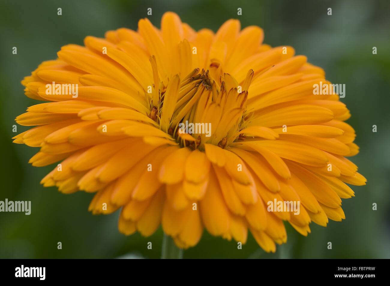 Englische Ringelblume (Calendula Officinalis) Stockfoto