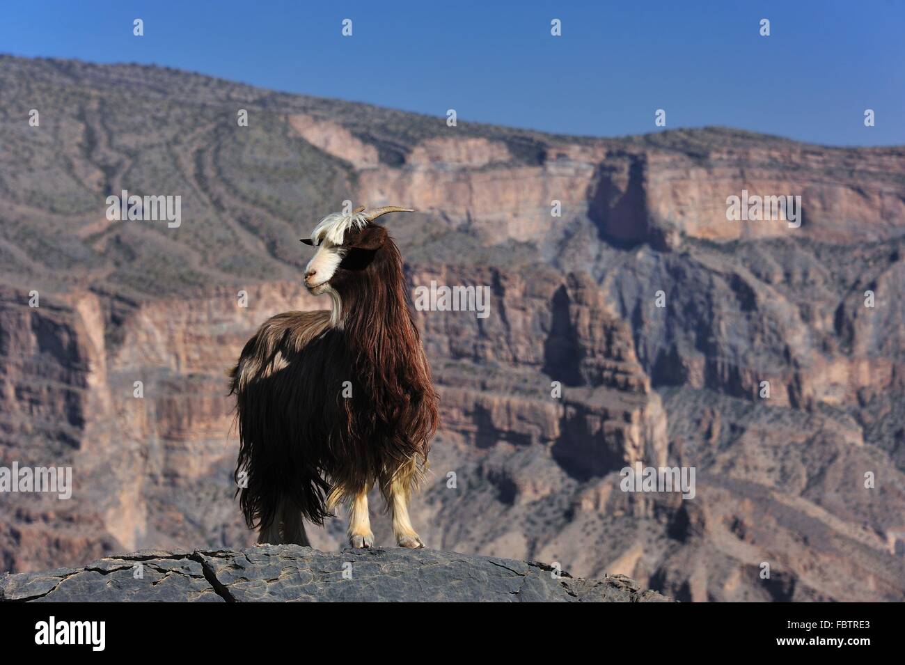 Ziege und Canyon Jebel Shams Stockfoto