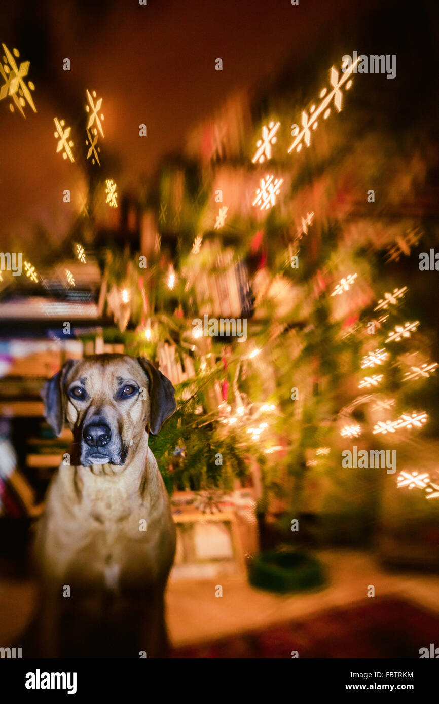 Rhodesian Ridgeback sitzt vor Weihnachtsbaum mit kreativen Blende Bokeh im Hintergrund Stockfoto