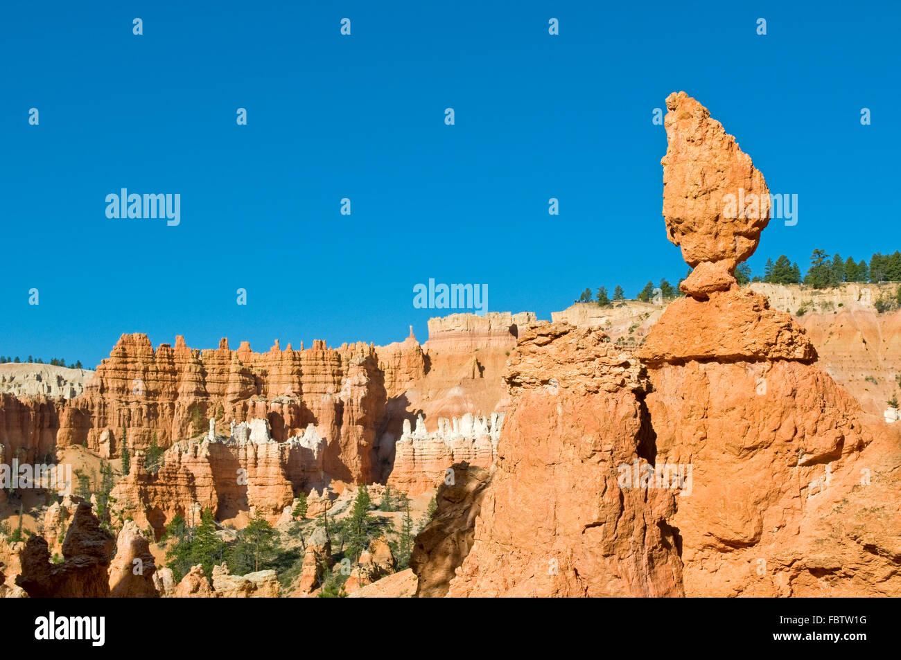 Rote Spitzen (Hoodoos) von Bryce Canyon, Utah, USA Stockfoto