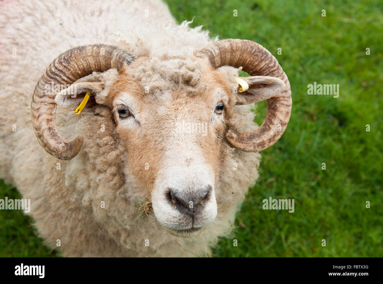 wunderschöne Schaf mit Hörnern Stockfoto