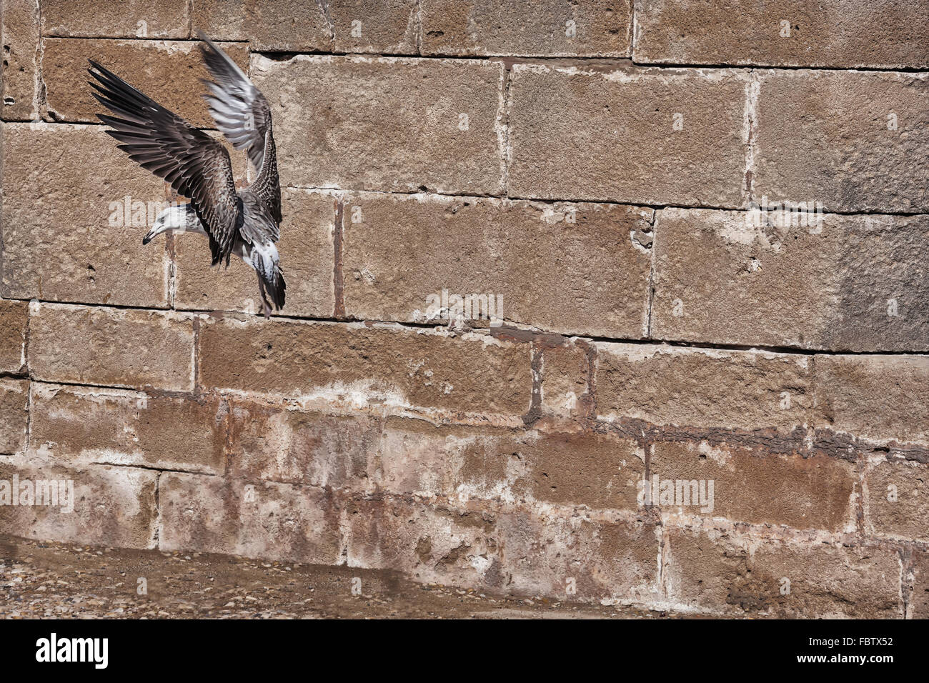 Fliegende Möwe gegen Steinmauer in Essaouira, Marokko. Stockfoto