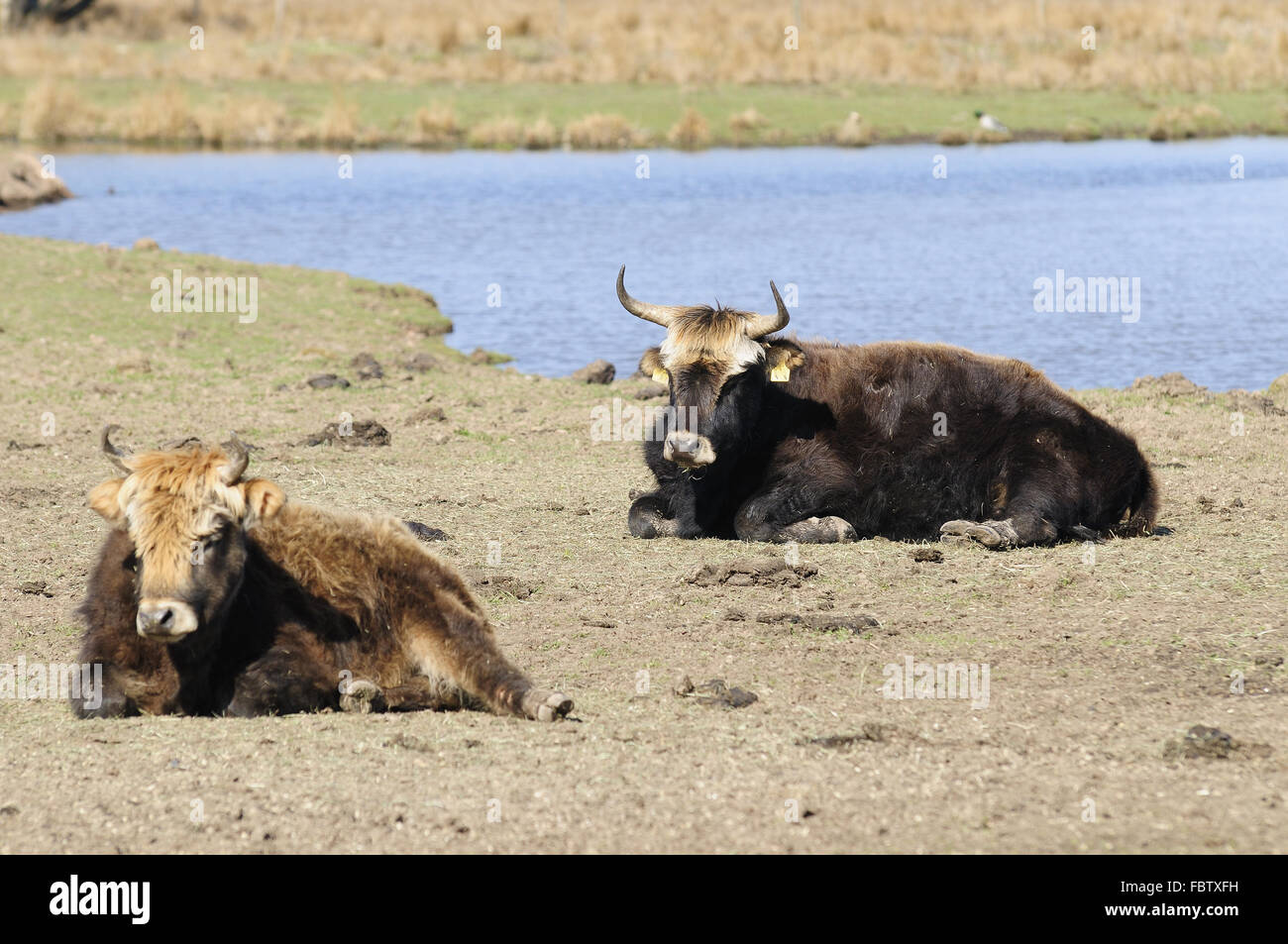 Heckrind Stier Stockfotos & Heckrind Stier Bilder - Alamy