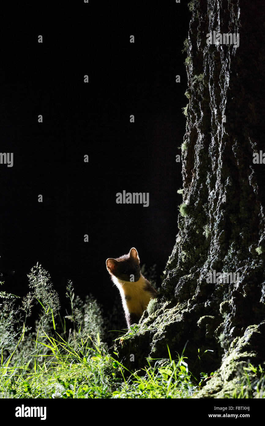 Europäischen Baummarder Martes Martes nachts neben Kiefer auf Ardnamurchan Halbinsel, Highland, Schottland Stockfoto