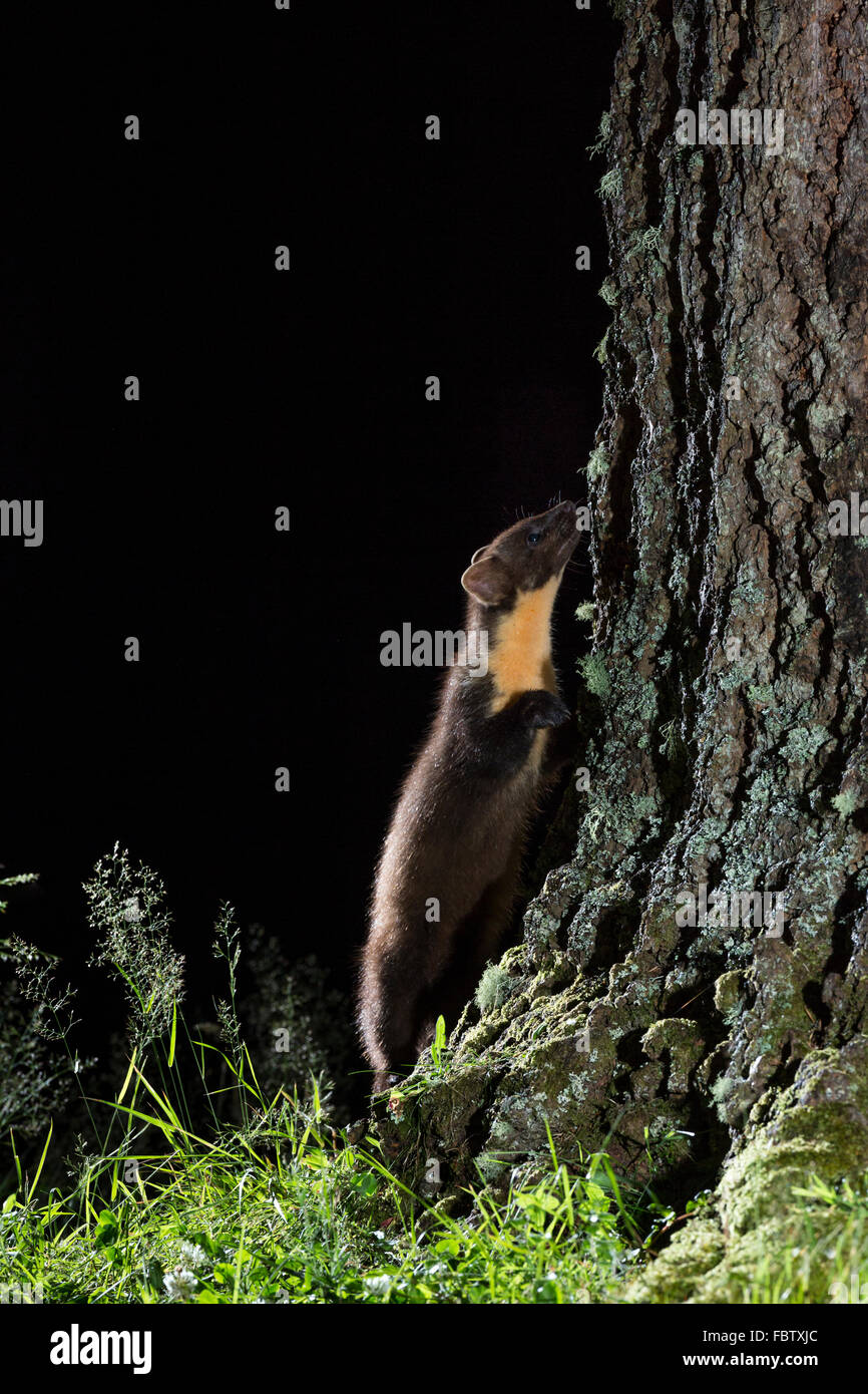 Europäischen Baummarder Martes Martes nachts neben Kiefer auf Ardnamurchan Halbinsel, Highland, Schottland Stockfoto