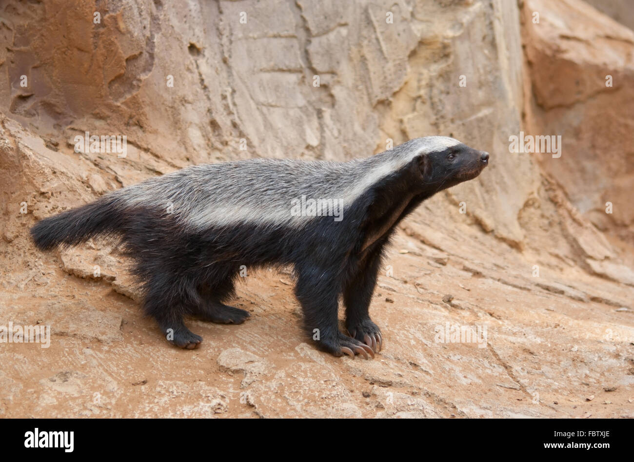 Honig-Dachs Stockfoto