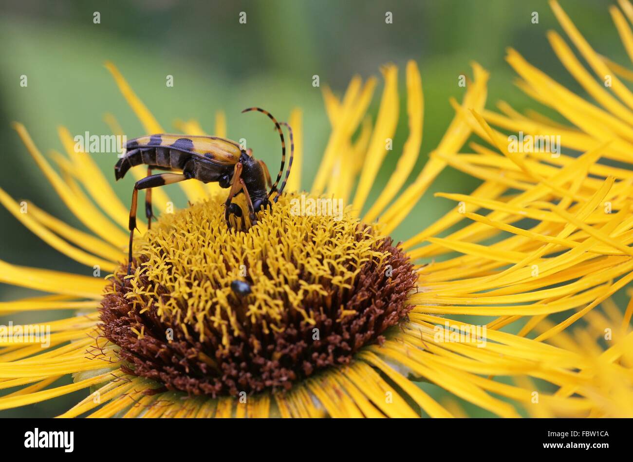 Schwarz gelb gefleckte Longhorn beetle Stockfoto