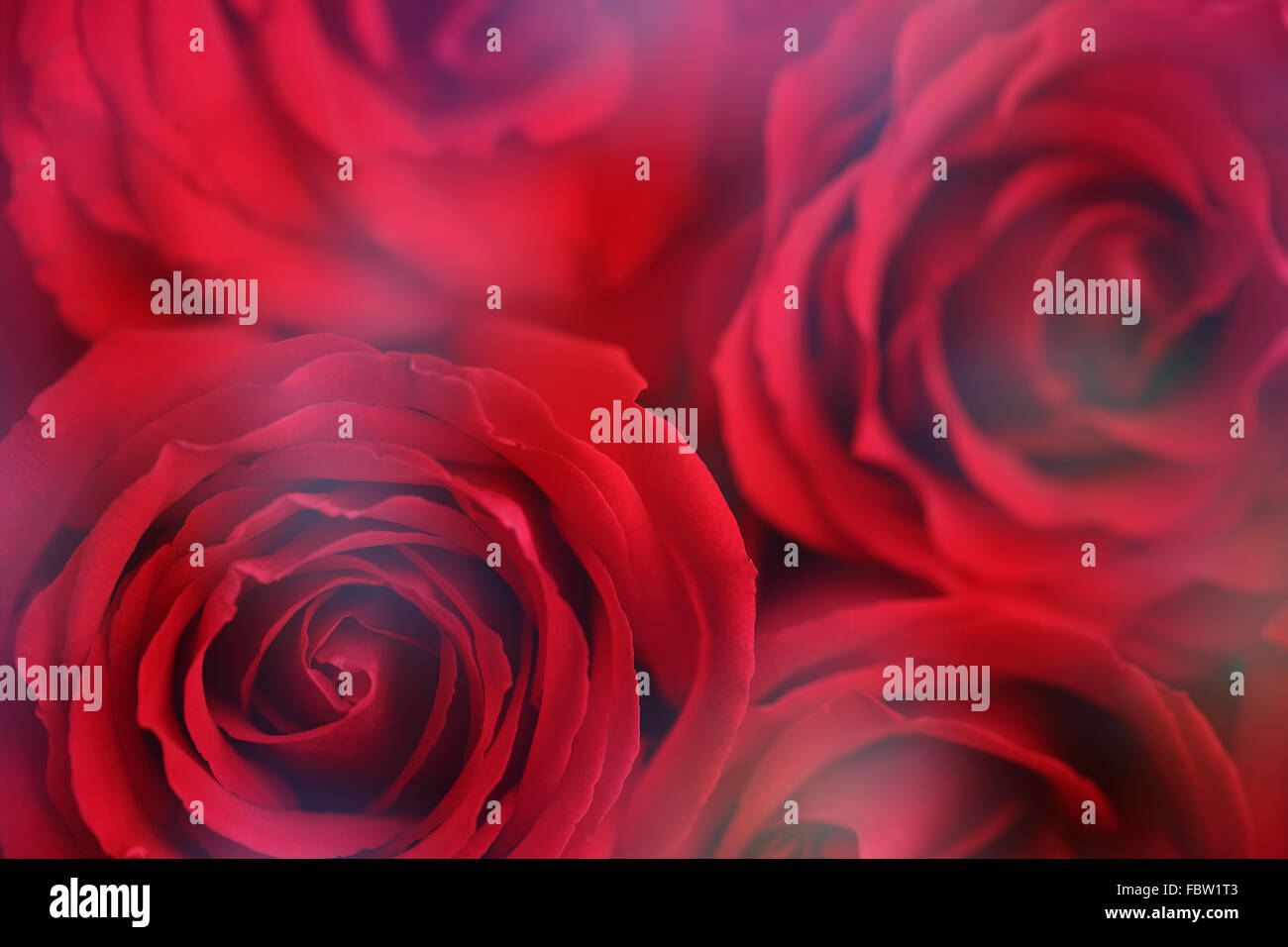 Rote Rosen-Hintergrund Stockfoto