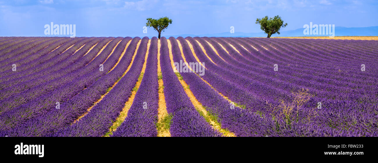 Lavendel-Feld mit Olivenbäumen in Valensole an einem Sommernachmittag. Südalpen (Alpes de Haute Provence), Südfrankreich. Stockfoto
