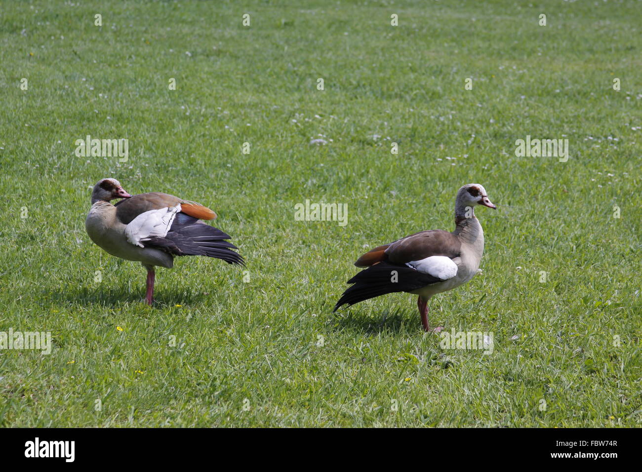 Ägyptische Gänse Stockfoto