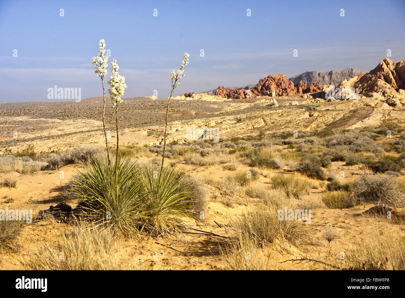 Wüste Yucca im Valley of Fire Stockfoto