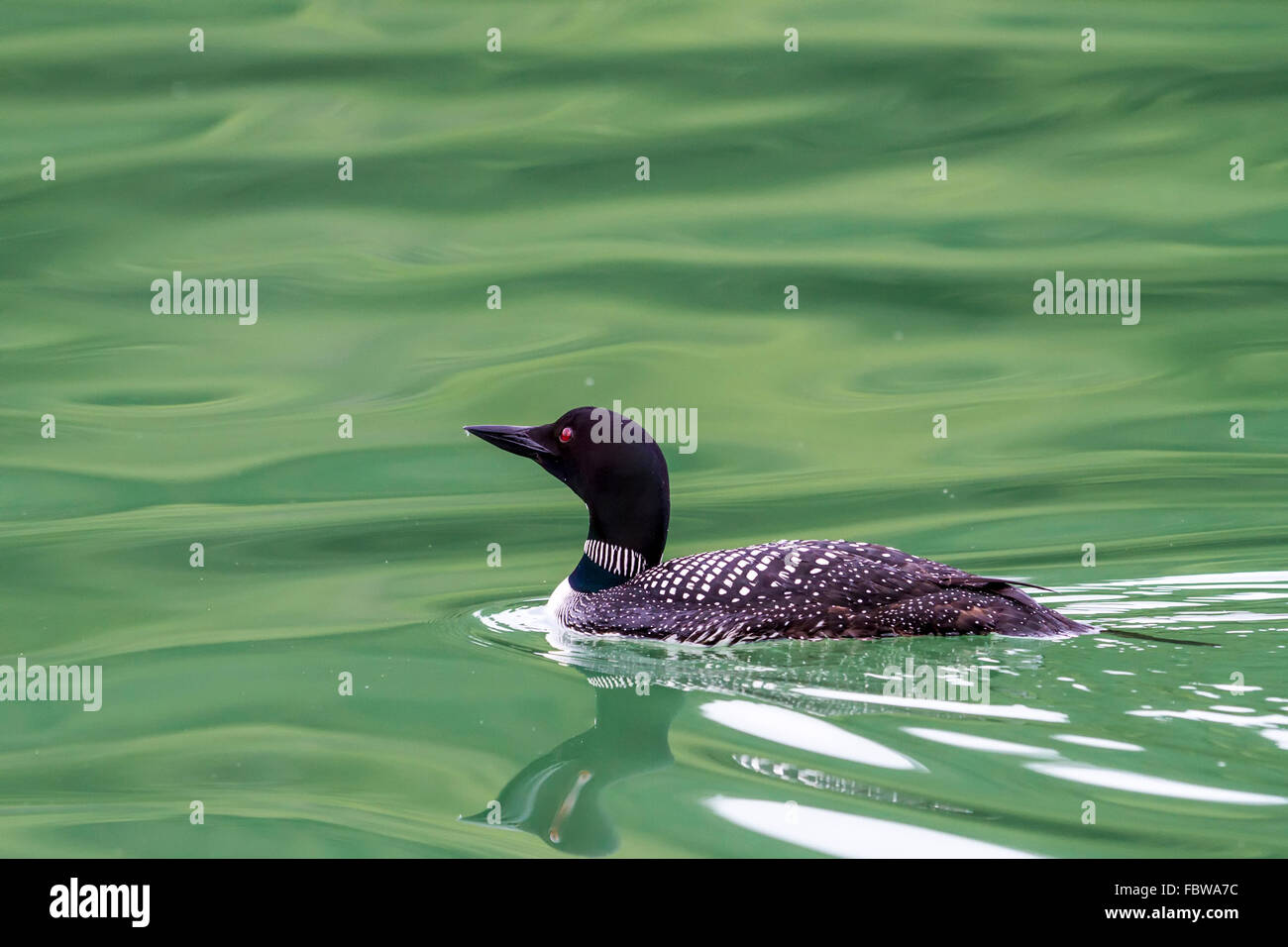 Gemeinsamen Loon (Gavia Immer) Schwimmen im Knight Inlet, British Columbia, Kanada Stockfoto
