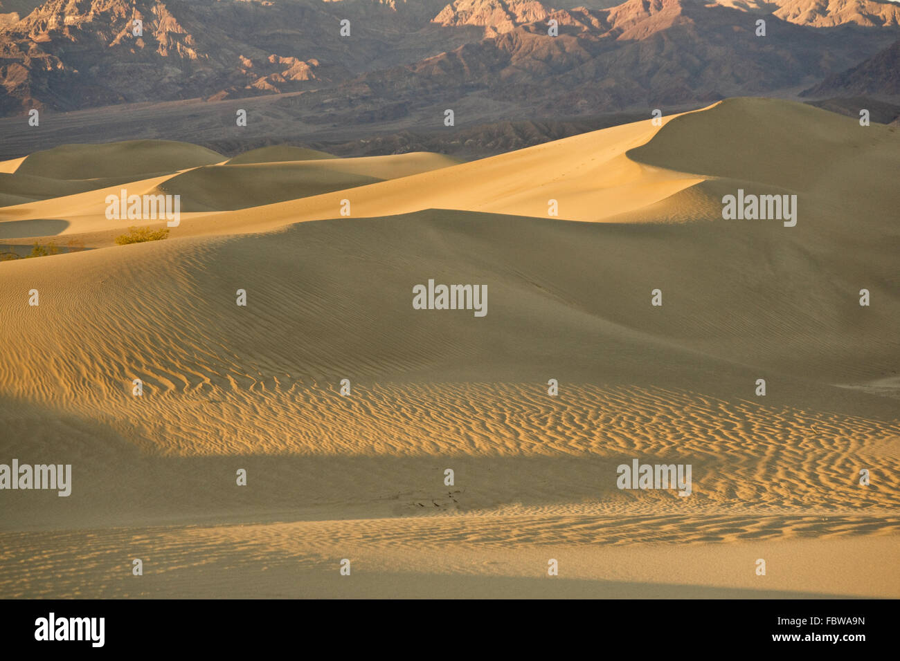 Mesquite Dünen Sandscape Stockfoto