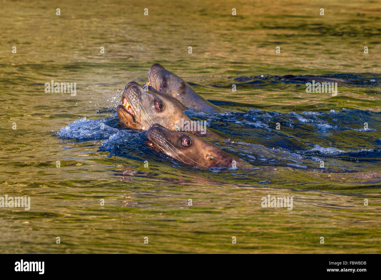 Steller Seelöwe (Eumetopias Jubatus) Schwimmen im schwarzen Fisch Sound, British Columbia, Kanada. Stockfoto
