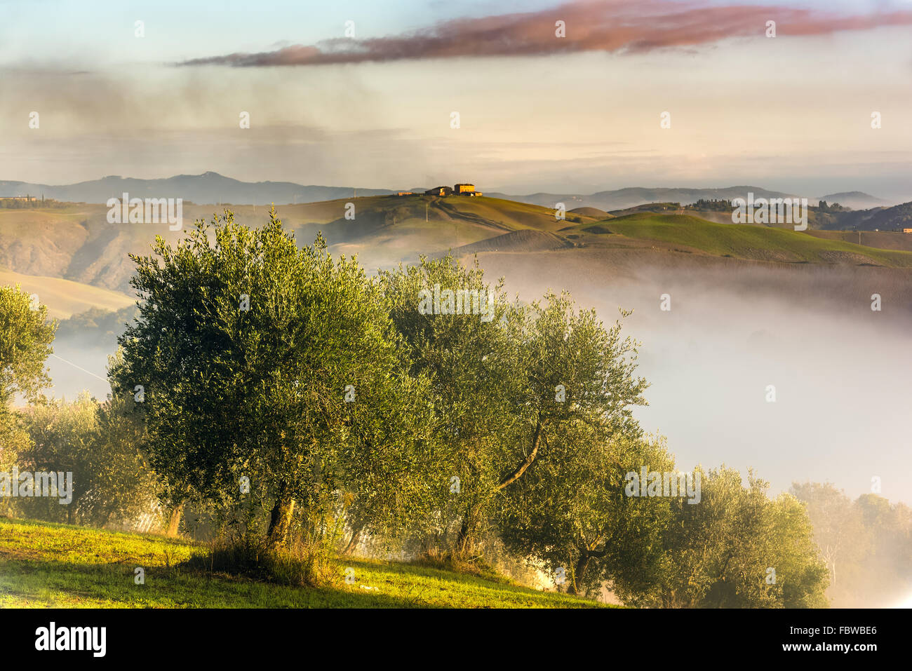 Olivenbäume in den Hügeln der Toskana. In der Nähe von Asciano, Crete Senesi Zone, Italien Stockfoto