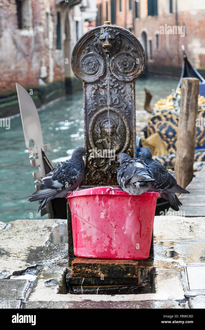 Tauben trinken, Venedig, Italien Stockfoto