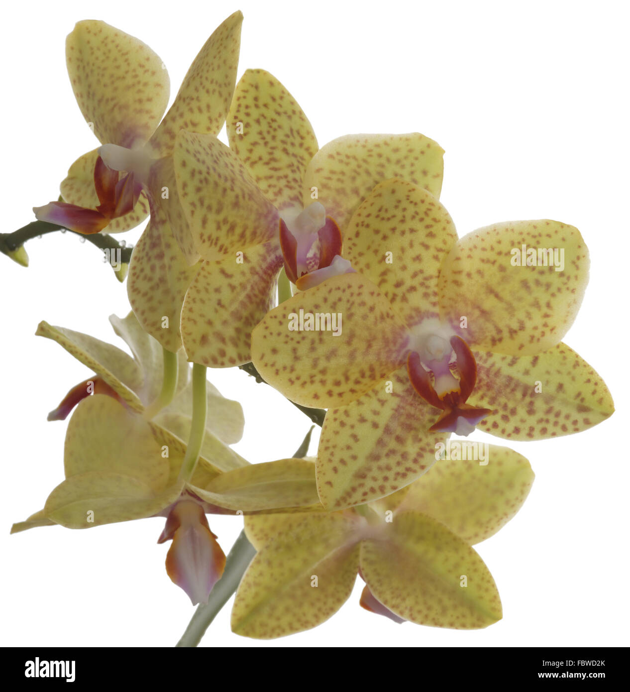 Orchideen gelb gestromt Stockfoto