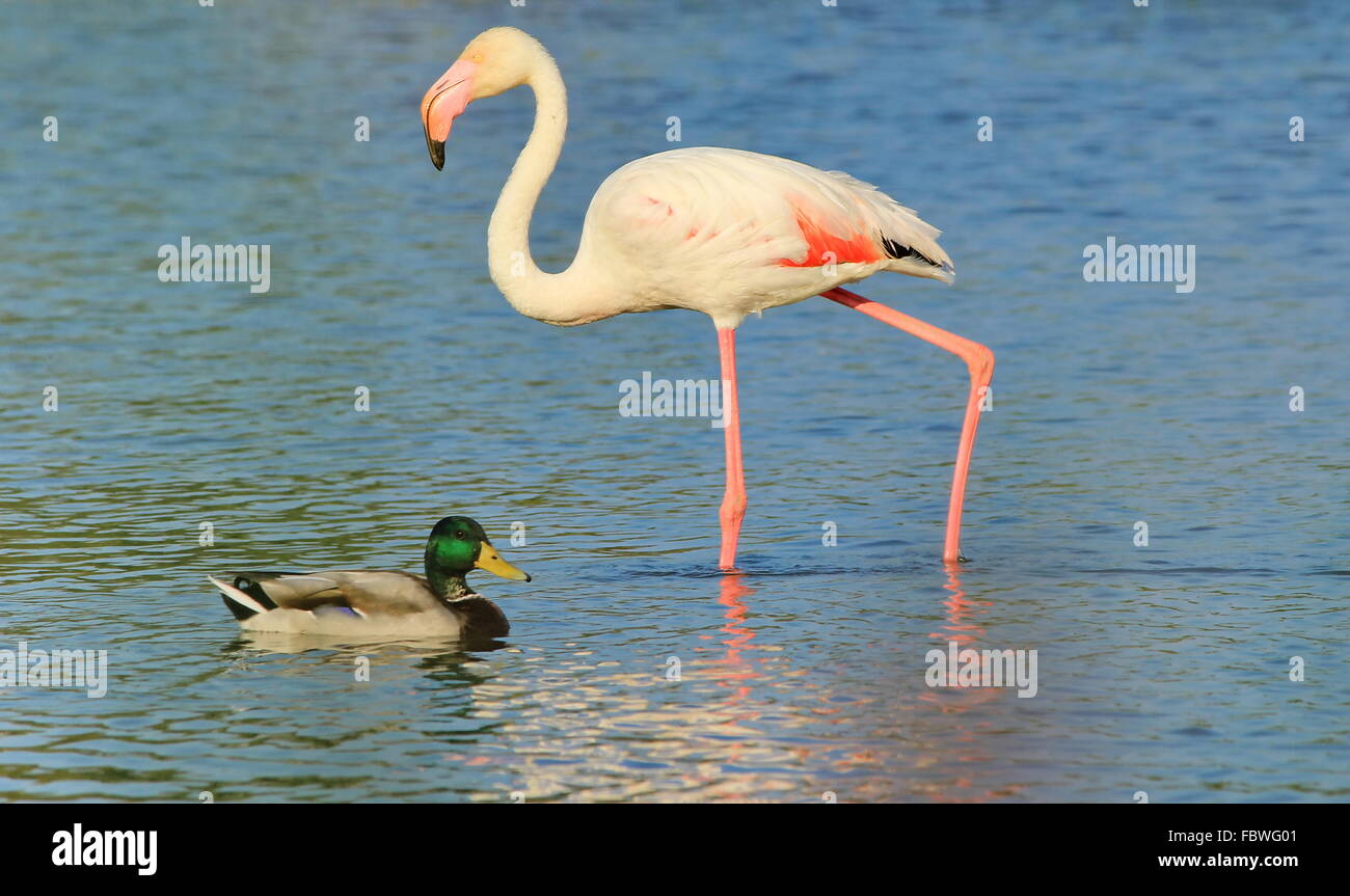 Camargue-flamingo Stockfoto