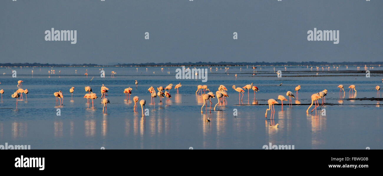 Camargue-flamingo Stockfoto