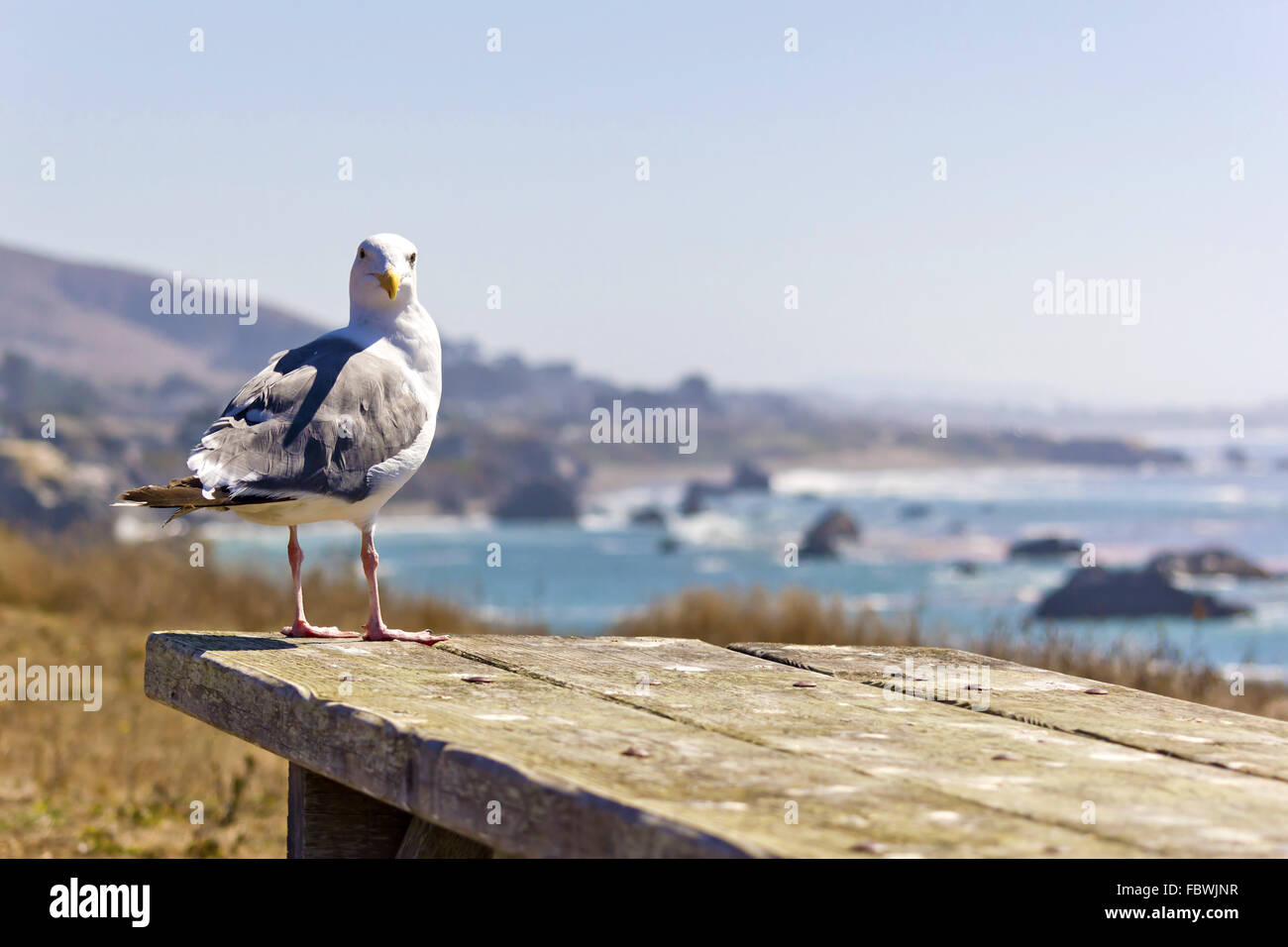 Möwe auf einem Picknick-Tisch Stockfoto