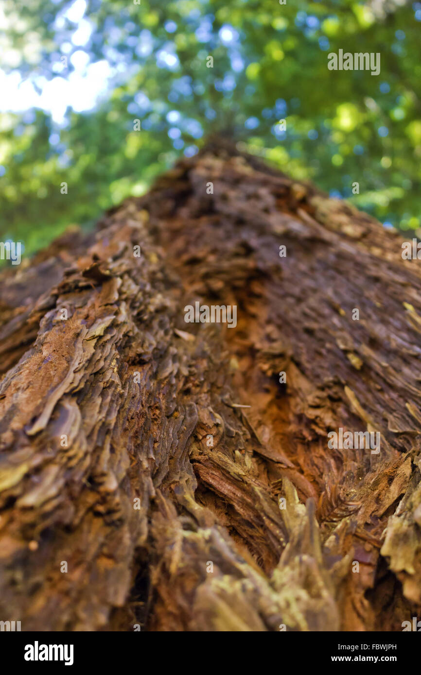 Stamm im Redwood National Park Stockfoto