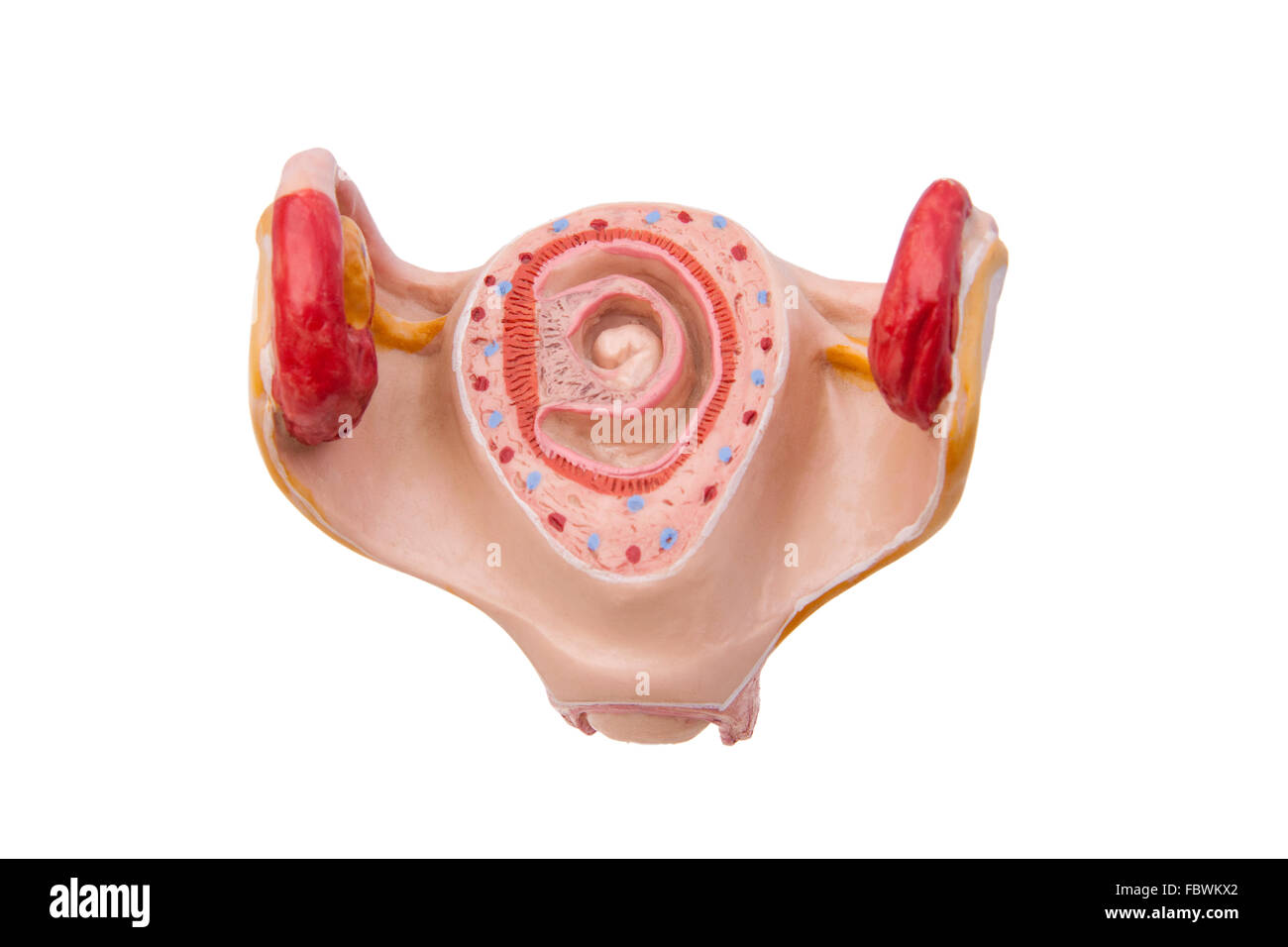 Schwangerschaft 1. Monat Stockfoto