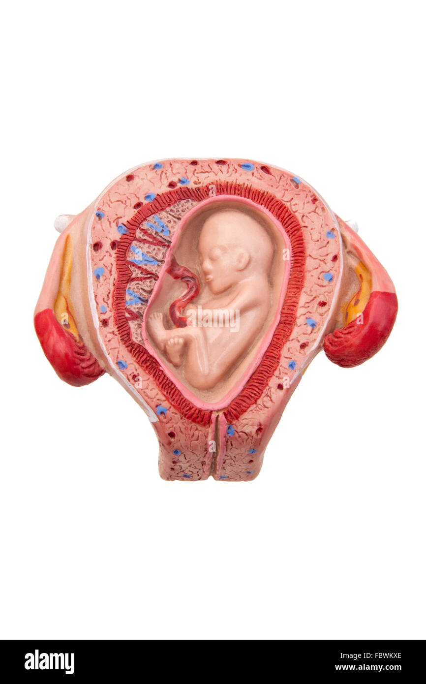 Schwangerschaft 3. Monat Stockfoto