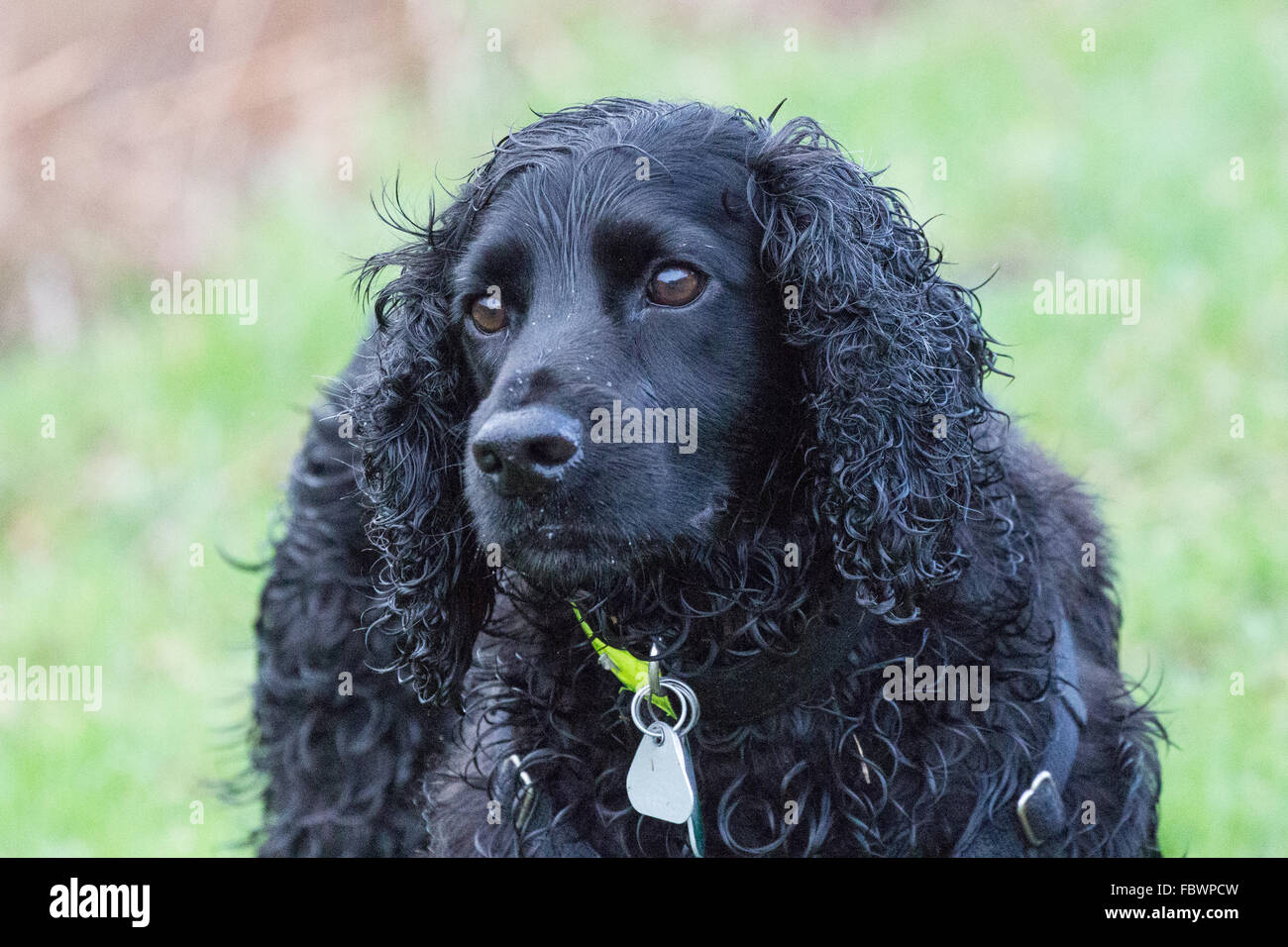 Ein Porträt von einem schwarzen Cocker spaniel Stockfoto