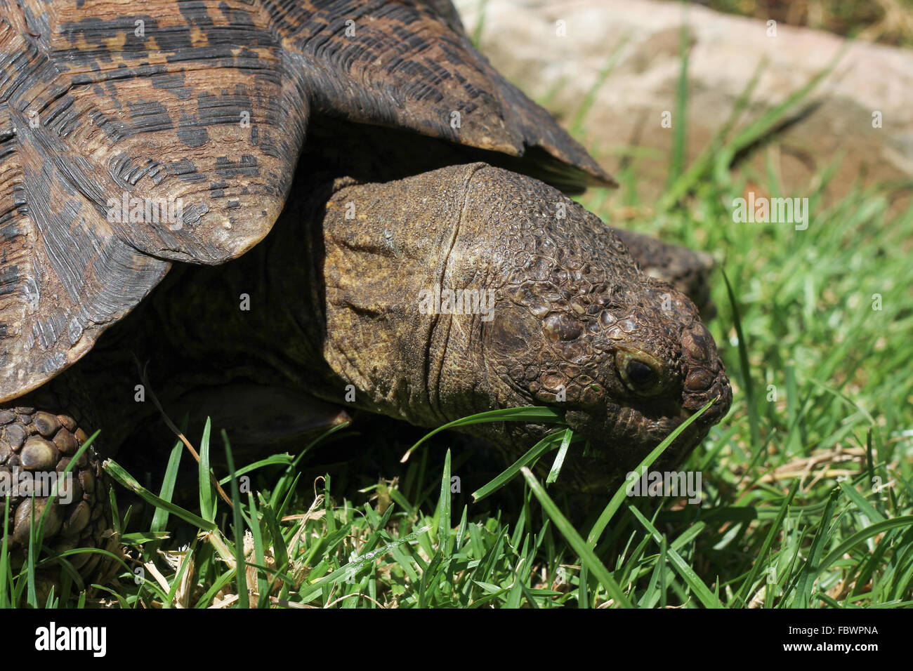 Schildkröte Essen grass Stockfoto