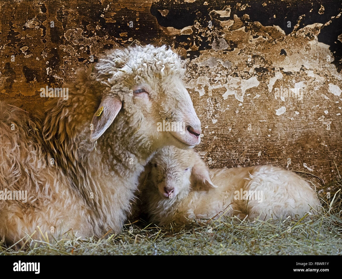 Mutterschaf mit Lamm im Stall Stockfoto