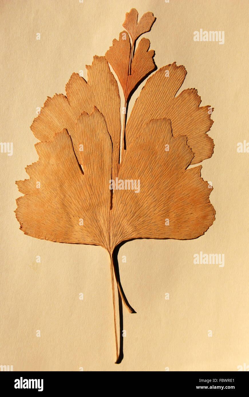 Vier Blätter des ginkgo Stockfoto