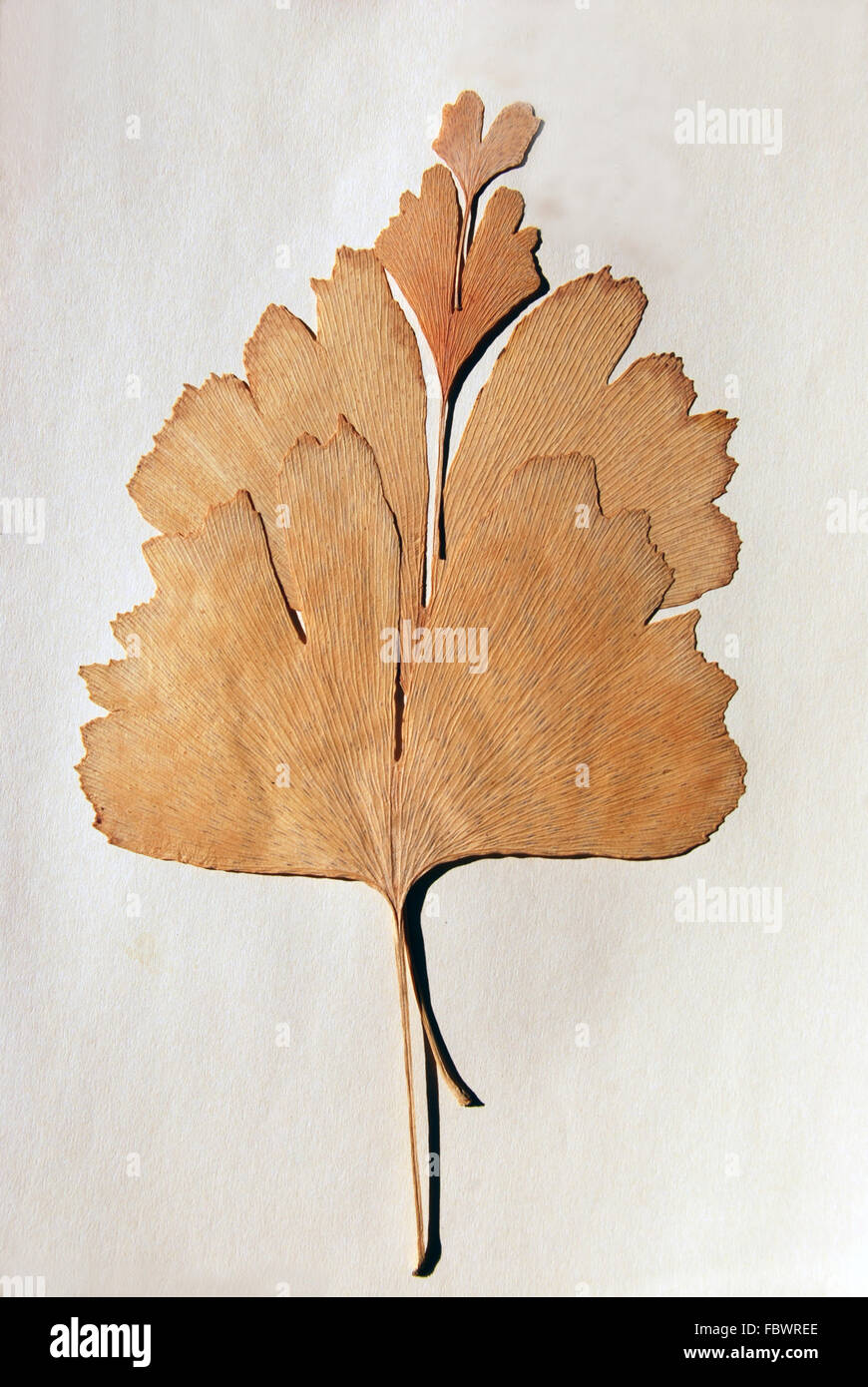 Vier Blätter des ginkgo Stockfoto