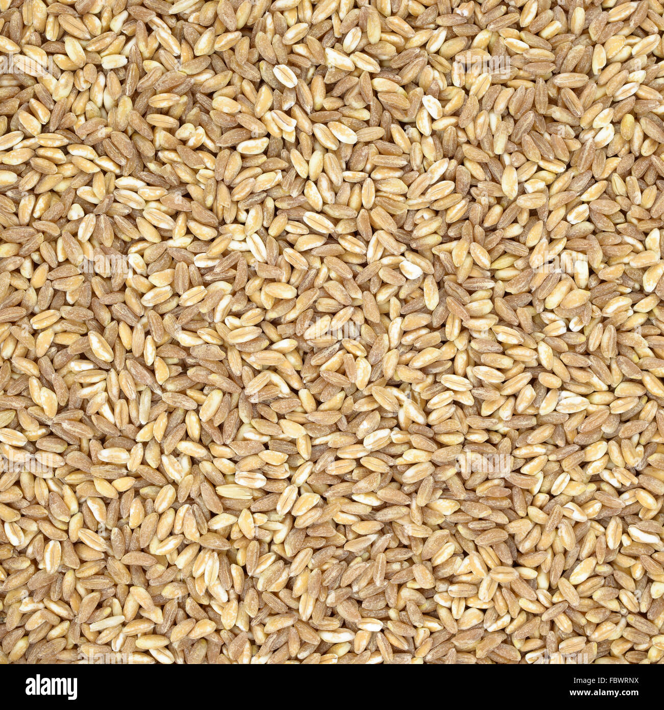 Dinkel Bio Weizen rohes Getreide hautnah Textur oder Hintergrund. Italienische gesunde Ernährung Stockfoto