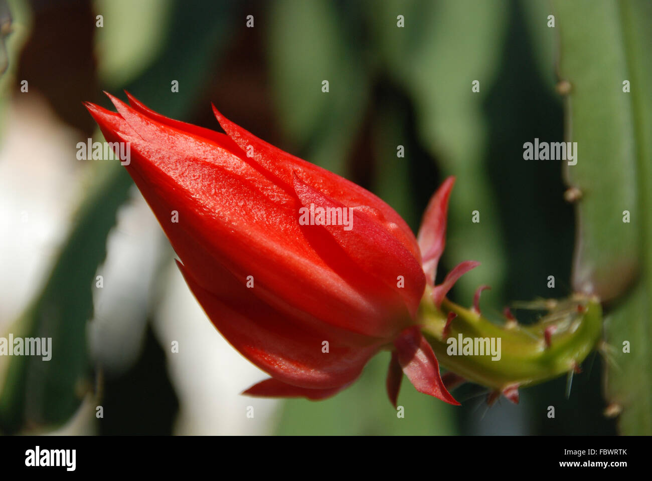 Rote Knospe ein Epiphyllum Kakteen Stockfoto