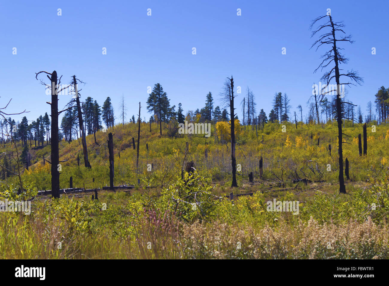 Natur am Nordrand Stockfoto