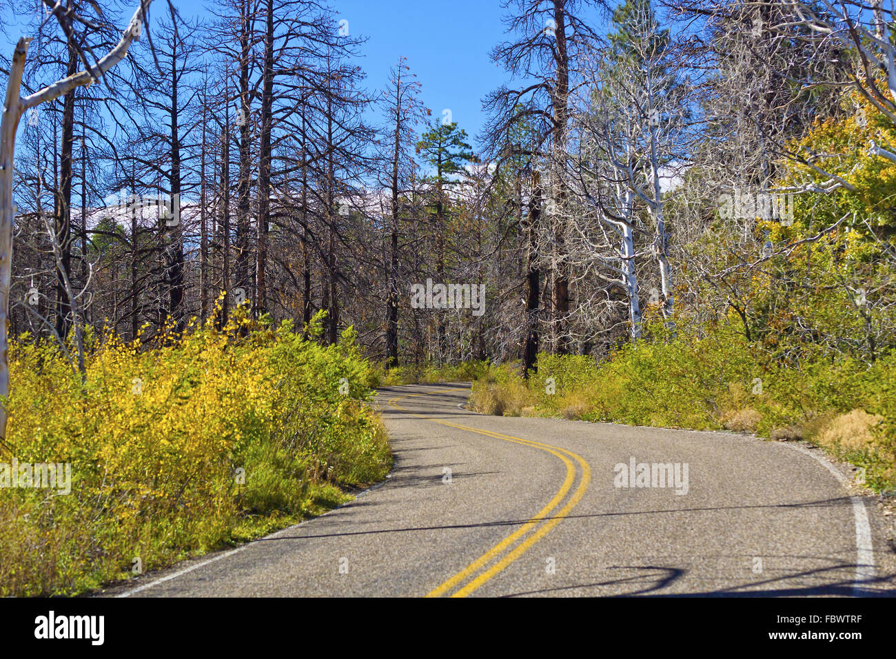 Straße an der North Rim Stockfoto