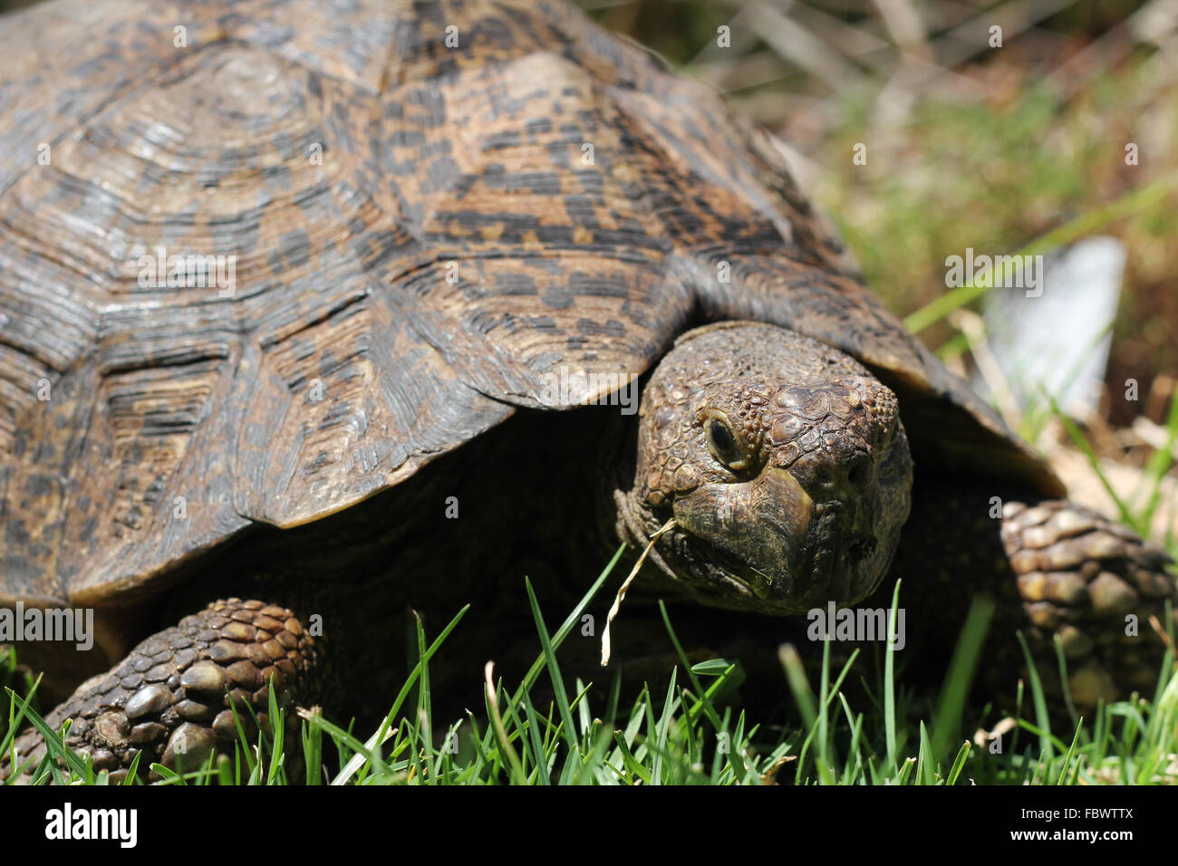 Schildkröte Essen grass Stockfoto