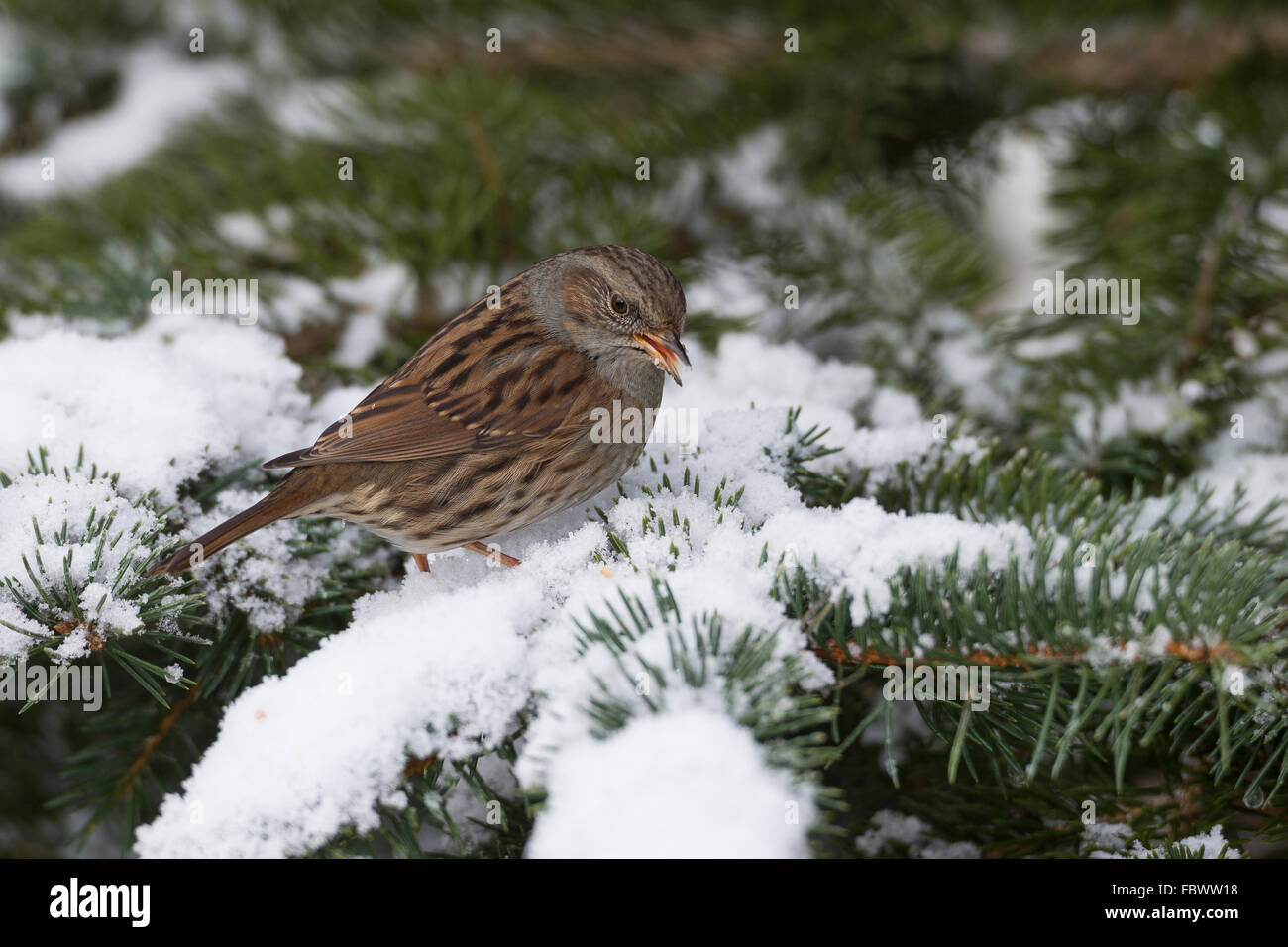 Heckenbraunelle, Hecke beobachtet, Hedge Sparrow, Hedge-Grasmücke, Heckenbraunelle, Hecken-Braunelle, Prunella Modularis, Accenteur mouchet Stockfoto
